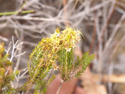 Calytrix flavescens observed 2026-02-10
