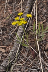 Lomatium ambiguum
