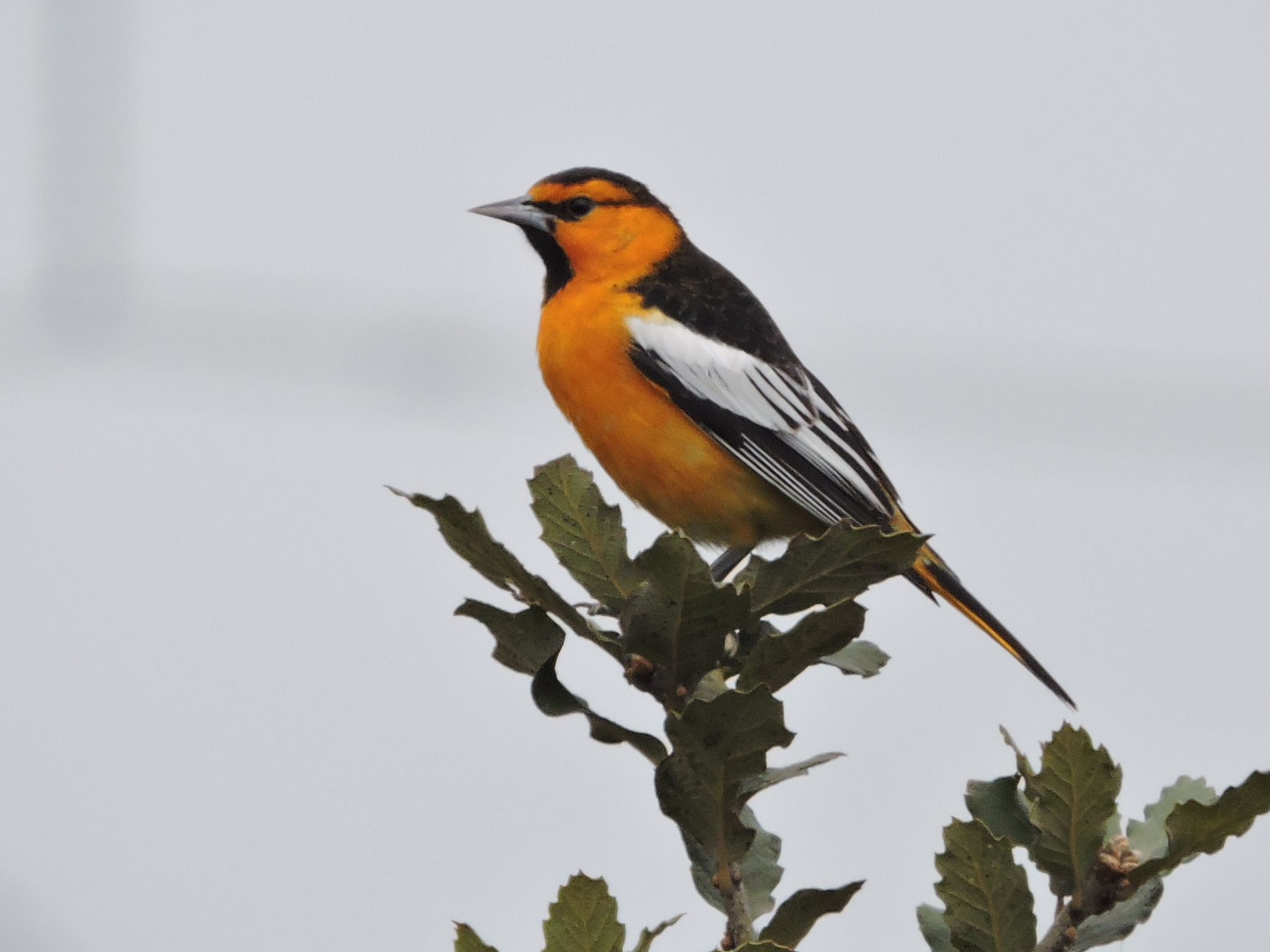 Baltimore Oriole (Icterus galbula) · iNaturalist