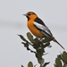 Bullock's Oriole - Photo (c) Manuel Becerril González, some rights reserved (CC BY-NC), uploaded by Manuel Becerril González