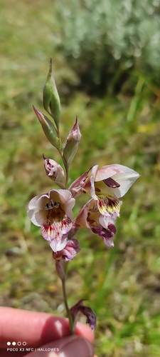 Gladiolus zimbabweensis