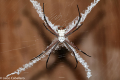 Argiope submaronica