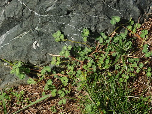 Mimosa pudica