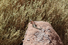 Liolaemus constanzae