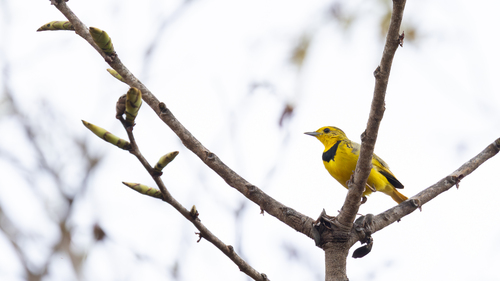 iNaturalist image