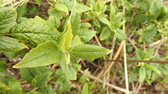 Microglossa pyrifolia