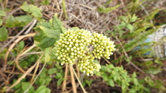 Microglossa pyrifolia