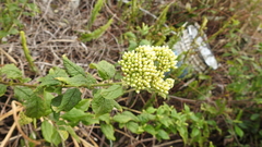 Microglossa pyrifolia