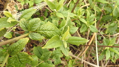 Microglossa pyrifolia