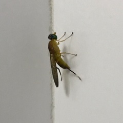 Ptecticus testaceus