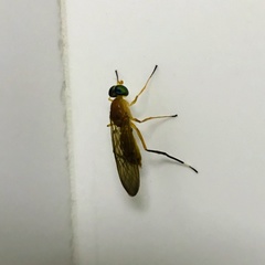 Ptecticus testaceus