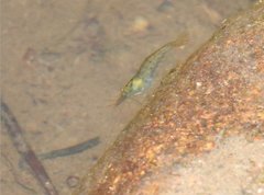 Caridina