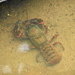 Giant Spiny Crayfish - Photo (c) Taylor, some rights reserved (CC BY-NC), uploaded by Taylor