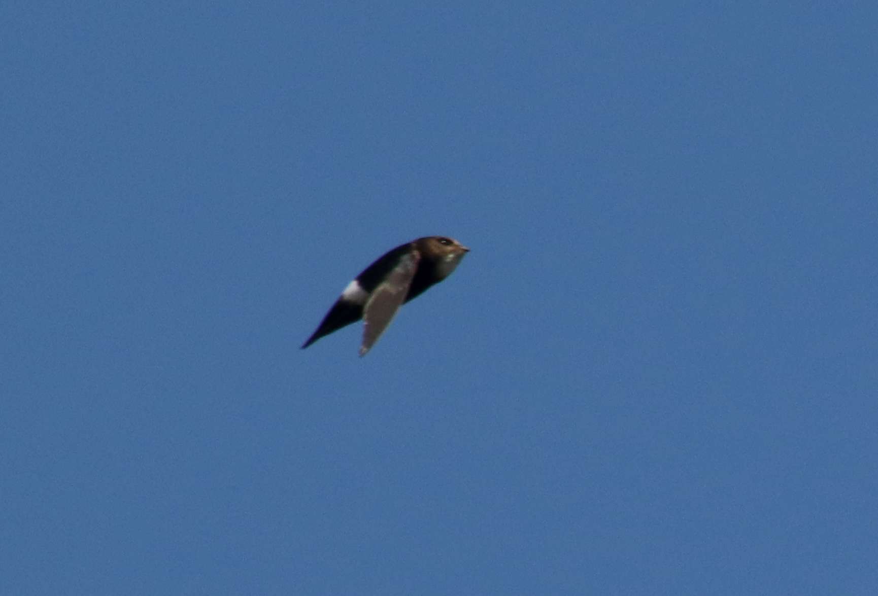 House Swift (Apus nipalensis), photo 4