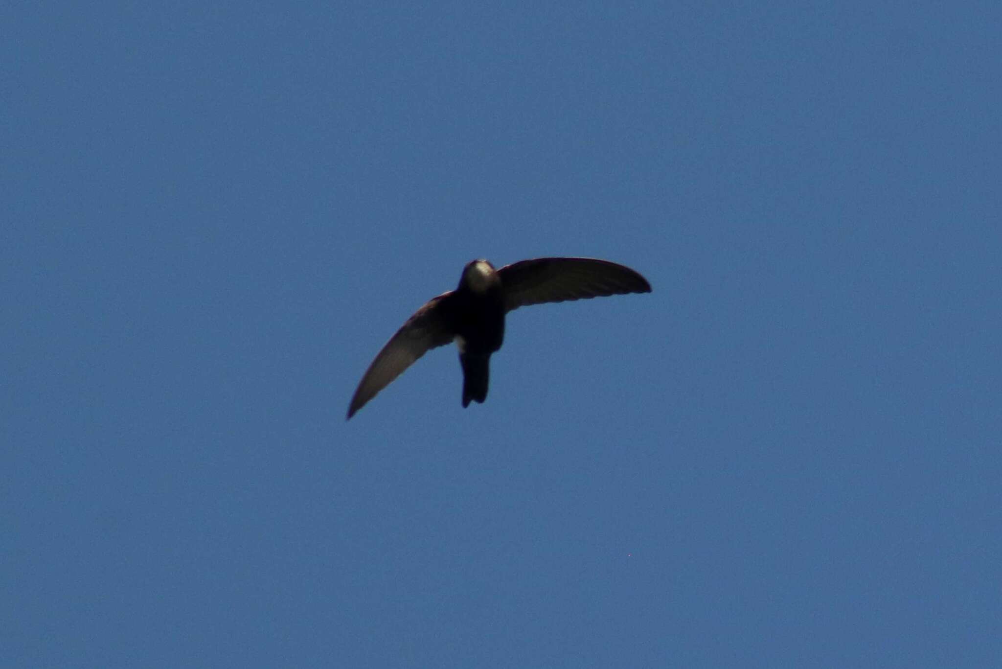 House Swift (Apus nipalensis), photo 5