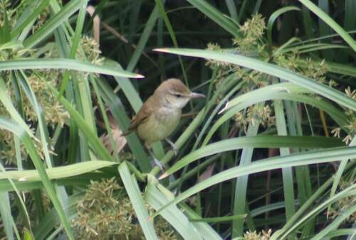 Oriental Reed Warbler (Acrocephalus orientalis), photo 4