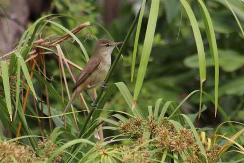 Oriental Reed Warbler (Acrocephalus orientalis), photo 3