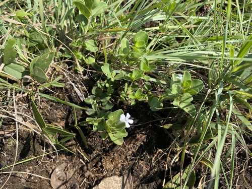 Calophanes burkei (Dyschoriste burchellii)
