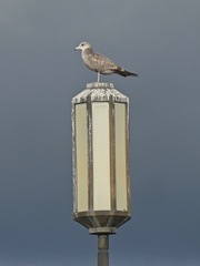 Larus californicus