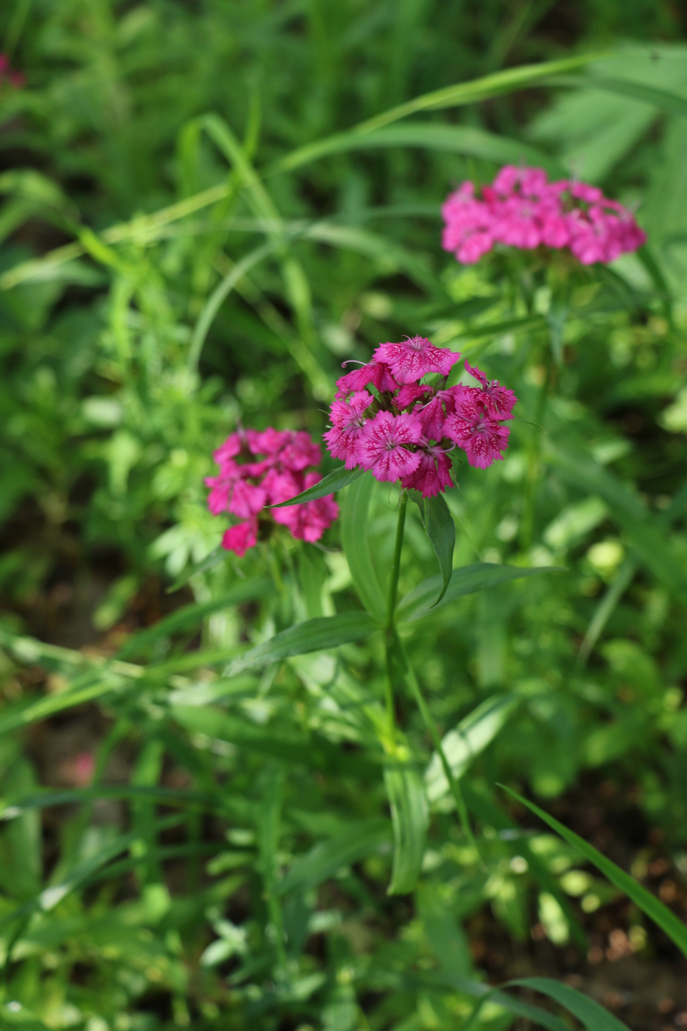 Sweet-William (Dianthus barbatus)