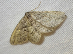 Zermizinga sinuata