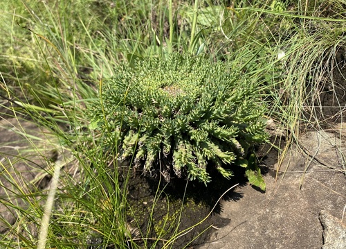 Euphorbia flanaganii (Euphorbia flanaganii)