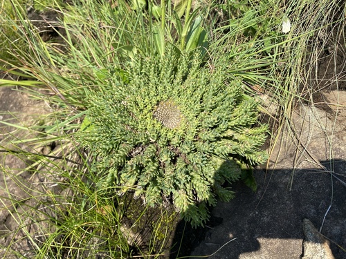 Euphorbia flanaganii, photograph 3