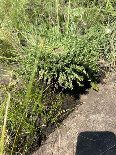 Euphorbia flanaganii, photograph 4