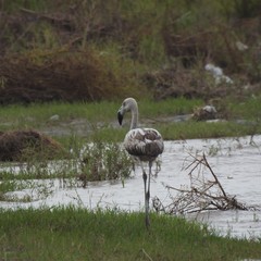 Phoenicopterus chilensis