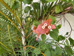 Bougainvillea spectabilis