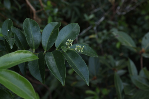 Embelia ribes observed 2026-01-14