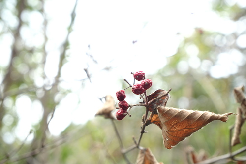 Beech Viburnum (Viburnum erosum)