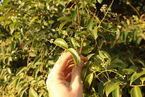 Embelia ribes observed 2026-01-14