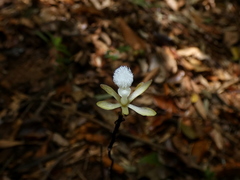 Lecanorchis multiflora