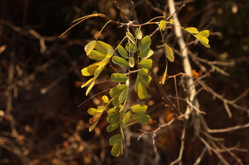 Dalbergia hancei observed 2026-01-14