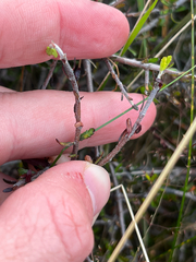 Pittosporum anomalum, photograph (c) Ben, some rights reserved (CC BY)