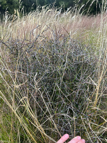 Pittosporum anomalum, photograph 5