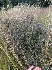 Pittosporum anomalum, photograph (c) Ben, some rights reserved (CC BY)