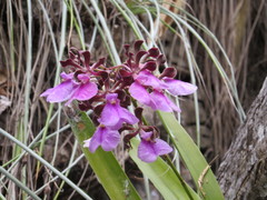 Encyclia cordigera