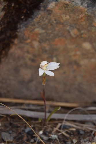 Caladenia lyallii observed 2026-02-07
