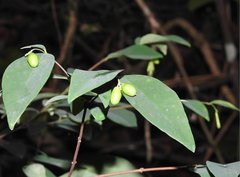Wikstroemia nutans