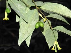 Wikstroemia nutans