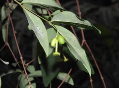 Wikstroemia nutans