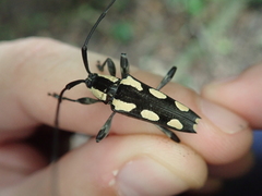 Colobothea cassandra