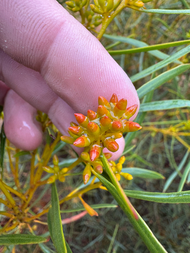 Fine-leaved Mallee (Eucalyptus perangusta)