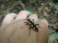 Colobothea cassandra