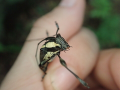 Colobothea cassandra