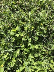 Calyptocarpus vialis