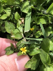 Calyptocarpus vialis