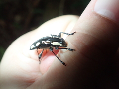 Colobothea cassandra